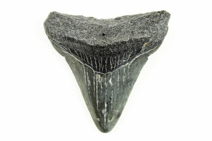 Juvenile Megalodon Tooth - South Carolina #196161